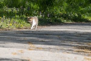 Curious Cat Wandering Through Spring Park