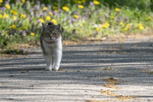 Curious Cat Wandering Through Spring Park