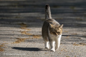Curious Cat Wandering Through Spring Park