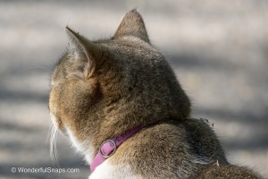 Curious Cat Wandering Through Spring Park
