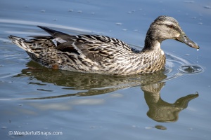 Mallards and Black-headed Gull at Jaroslavice Ponds