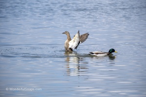 Mallards and Black-headed Gull at Jaroslavice Ponds