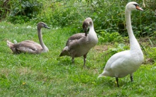 Waiting for car service and swans in Brno - Holasky