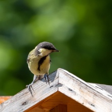 My Small Garden Haven for Titmice