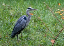 Wild Birds of the Nove Mlyny Reservoir and Lednice Park