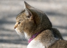 Curious Cat Wandering Through Spring Park