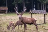 A fallow-deer with his family in Nature Park