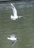 Birds by the Ponds