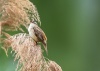 Photo Collections of Birds from Different Ponds