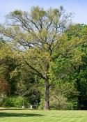 Moravsky Krumlov Castle garden and trees