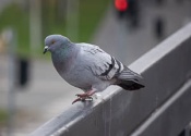 Pigeon sitting on the railing