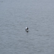Birds fishing in the pond near Dubnany