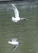 Birds by the Ponds