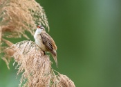 Photo Collections of Birds from Different Ponds