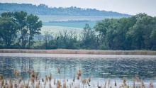 Birds by the pond