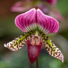 Exhibition of orchids in Vienna
