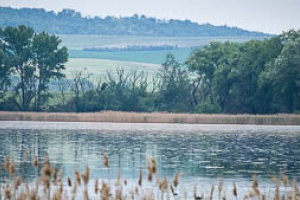 Birds by the pond