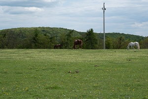 Gazing horses and sleeping ducks
