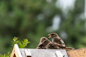 Sparrows in my garden