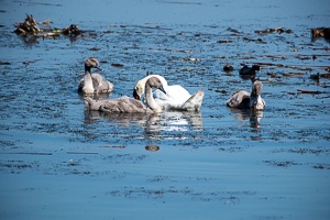 Birds by the Pond