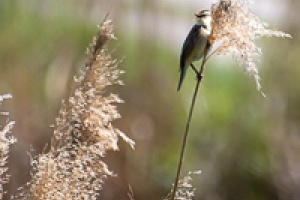 Jaroslavice Birds