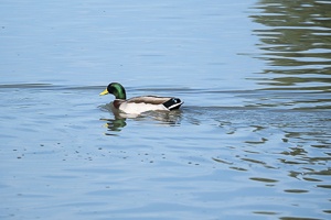 Wings Over Water