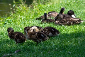 City wild ducks