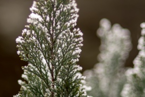 Frozen tree branches