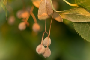 Leaves in detail