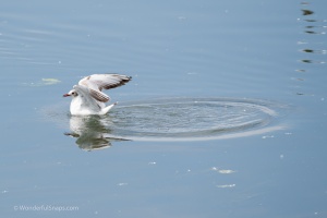 Birds by the pond