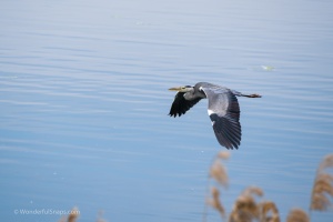 Birds by the pond