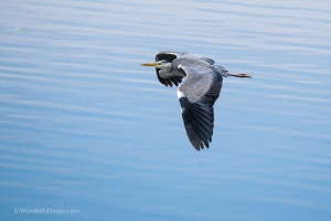 Birds by the pond