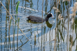 Birds by the pond