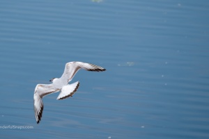 Birds by the pond