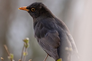 Blackbird