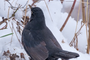 Blackbird