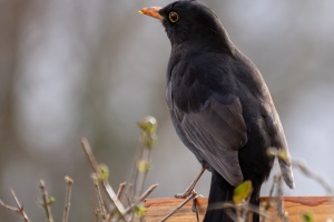 Blackbird