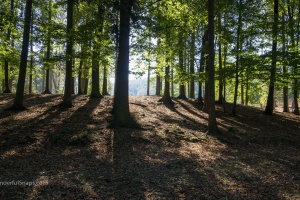 Holedna park