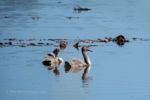 Birds by the Pond