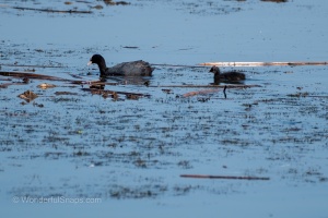 Birds by the Pond