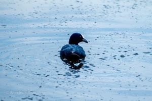 Birds by the Pond