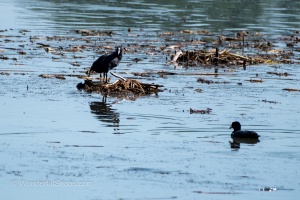 Birds by the Pond