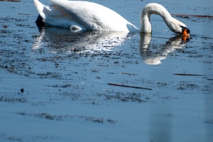 Birds by the Pond