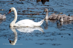 Birds by the Pond