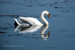 Birds by the Pond