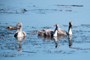 Birds by the Pond