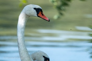 Jaroslavice Birds