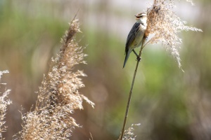 Jaroslavice Birds