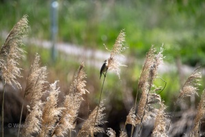 Jaroslavice Birds