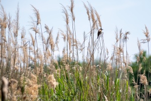 Jaroslavice Birds
